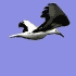 Seagull.gif (4334 bytes)